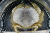  ( - UMBergen_MBOWA_brach270)  @11 [ ] CreativeCommons - Attribution Non-Commercial Share-Alike (2013) Unspecified University of Bergen, Natural History Collections