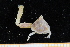  ( - UMBergen_MBOWA_brach274)  @12 [ ] CreativeCommons - Attribution Non-Commercial Share-Alike (2013) Unspecified University of Bergen, Natural History Collections