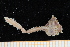  ( - UMBergen_MBOWA_brach276)  @12 [ ] CreativeCommons - Attribution Non-Commercial Share-Alike (2013) Unspecified University of Bergen, Natural History Collections