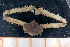  ( - UMBergen_MBOWA_brach27)  @13 [ ] CreativeCommons - Attribution Non-Commercial Share-Alike (2013) Natural History Collections, University of Bergen University of Bergen, Natural History Collections