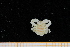  ( - UMBergen_MBOWA_brach280)  @13 [ ] CreativeCommons - Attribution Non-Commercial Share-Alike (2013) Unspecified University of Bergen, Natural History Collections