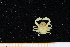  ( - UMBergen_MBOWA_brach281)  @14 [ ] CreativeCommons - Attribution Non-Commercial Share-Alike (2013) Unspecified University of Bergen, Natural History Collections