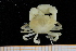  ( - UMBergen_MBOWA_brach282)  @12 [ ] CreativeCommons - Attribution Non-Commercial Share-Alike (2013) Unspecified University of Bergen, Natural History Collections
