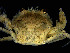  (Liocarcinus sp - UMBergen_MBOWA_brach285)  @13 [ ] CreativeCommons - Attribution Non-Commercial Share-Alike (2013) Unspecified University of Bergen, Natural History Collections