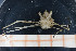  ( - UMBergen_MBOWA_brach42)  @13 [ ] CreativeCommons - Attribution Non-Commercial Share-Alike (2013) Natural History Collections, University of Bergen University of Bergen, Natural History Collections