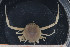  (Ilia - UMBergen_MBOWA_brach54)  @15 [ ] CreativeCommons - Attribution Non-Commercial Share-Alike (2013) Natural History Collections, University of Bergen University of Bergen, Natural History Collections