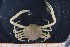  (Pseudomyra - UMBergen_MBOWA_brach59)  @15 [ ] CreativeCommons - Attribution Non-Commercial Share-Alike (2013) Natural History Collections, University of Bergen University of Bergen, Natural History Collections