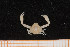 ( - UMBergen_MBOWA_brach66)  @14 [ ] CreativeCommons - Attribution Non-Commercial Share-Alike (2013) Natural History Collections, University of Bergen University of Bergen, Natural History Collections