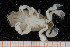  ( - UMBergen_MBOWA_brach82)  @12 [ ] CreativeCommons - Attribution Non-Commercial Share-Alike (2013) Natural History Collections, University of Bergen University of Bergen, Natural History Collections