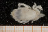  ( - UMBergen_MBOWA_brach83)  @14 [ ] CreativeCommons - Attribution Non-Commercial Share-Alike (2013) Natural History Collections, University of Bergen University of Bergen, Natural History Collections