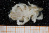  ( - UMBergen_MBOWA_brach83)  @13 [ ] CreativeCommons - Attribution Non-Commercial Share-Alike (2013) Natural History Collections, University of Bergen University of Bergen, Natural History Collections