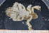  ( - UMBergen_MBOWA_brach84)  @13 [ ] CreativeCommons - Attribution Non-Commercial Share-Alike (2013) Natural History Collections, University of Bergen University of Bergen, Natural History Collections