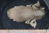  ( - UMBergen_MBOWA_brach85)  @11 [ ] CreativeCommons - Attribution Non-Commercial Share-Alike (2013) Natural History Collections, University of Bergen University of Bergen, Natural History Collections