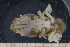  ( - UMBergen_MBOWA_brach85)  @11 [ ] CreativeCommons - Attribution Non-Commercial Share-Alike (2013) Natural History Collections, University of Bergen University of Bergen, Natural History Collections