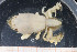  ( - UMBergen_MBOWA_brach86)  @11 [ ] CreativeCommons - Attribution Non-Commercial Share-Alike (2013) Natural History Collections, University of Bergen University of Bergen, Natural History Collections