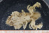  ( - UMBergen_MBOWA_brach86)  @11 [ ] CreativeCommons - Attribution Non-Commercial Share-Alike (2013) Natural History Collections, University of Bergen University of Bergen, Natural History Collections