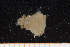  (Inachus sp - UMBergen_MBOWA_brach89)  @11 [ ] CreativeCommons - Attribution Non-Commercial Share-Alike (2013) Natural History Collections, University of Bergen University of Bergen, Natural History Collections