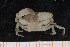  ( - UMBergen_MBOWA_brach90)  @14 [ ] CreativeCommons - Attribution Non-Commercial Share-Alike (2013) Natural History Collections, University of Bergen University of Bergen, Natural History Collections