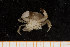 ( - UMBergen_MBOWA_brach91)  @13 [ ] CreativeCommons - Attribution Non-Commercial Share-Alike (2013) Natural History Collections, University of Bergen University of Bergen, Natural History Collections