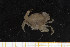  ( - UMBergen_MBOWA_brach91)  @12 [ ] CreativeCommons - Attribution Non-Commercial Share-Alike (2013) Natural History Collections, University of Bergen University of Bergen, Natural History Collections