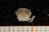  ( - UMBergen_MBOWA_brach92)  @12 [ ] CreativeCommons - Attribution Non-Commercial Share-Alike (2013) Natural History Collections, University of Bergen University of Bergen, Natural History Collections