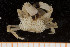  ( - UMBergen_MBOWA_brach93)  @12 [ ] CreativeCommons - Attribution Non-Commercial Share-Alike (2013) Natural History Collections, University of Bergen University of Bergen, Natural History Collections