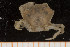  ( - UMBergen_MBOWA_brach93)  @13 [ ] CreativeCommons - Attribution Non-Commercial Share-Alike (2013) Natural History Collections, University of Bergen University of Bergen, Natural History Collections