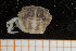  ( - UMBergen_MBOWA_brach94)  @13 [ ] CreativeCommons - Attribution Non-Commercial Share-Alike (2013) Natural History Collections, University of Bergen University of Bergen, Natural History Collections