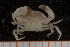  ( - UMBergen_MBOWA_brach95)  @13 [ ] CreativeCommons - Attribution Non-Commercial Share-Alike (2013) Natural History Collections, University of Bergen University of Bergen, Natural History Collections