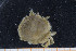  ( - UMBergen_MBOWA_brach96)  @11 [ ] CreativeCommons - Attribution Non-Commercial Share-Alike (2013) Natural History Collections, University of Bergen University of Bergen, Natural History Collections