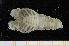  (Scyllaridae - UMBergen_MBOWA_scyll04)  @15 [ ] CreativeCommons - Attribution Non-Commercial Share-Alike (2013) Unspecified University of Bergen, Natural History Collections