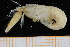  (Alpheus cf. talismani - UMBergen_MBOWA_shrimp08)  @15 [ ] CreativeCommons - Attribution Non-Commercial Share-Alike (2013) Unspecified University of Bergen, Natural History Collections