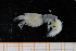  (Alpheus talismani - UMBergen_MBOWA_shrimp12)  @11 [ ] CreativeCommons - Attribution Non-Commercial Share-Alike (2013) Unspecified University of Bergen, Natural History Collections