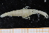  (Athanas nouvelae - UMBergen_MBOWA_shrimp20)  @11 [ ] CreativeCommons - Attribution Non-Commercial Share-Alike (2013) Unspecified University of Bergen, Natural History Collections