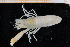  ( - UMBergen_MBOWA_shrimp21)  @11 [ ] CreativeCommons - Attribution Non-Commercial Share-Alike (2013) Unspecified University of Bergen, Natural History Collections