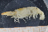  ( - UMBergen_MBOWA_shrimp22)  @11 [ ] CreativeCommons - Attribution Non-Commercial Share-Alike (2013) Unspecified University of Bergen, Natural History Collections