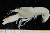  ( - UMBergen_MBOWA_shrimp23)  @11 [ ] CreativeCommons - Attribution Non-Commercial Share-Alike (2013) Unspecified University of Bergen, Natural History Collections