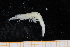  ( - UMBergen_MBOWA_shrimp25)  @13 [ ] CreativeCommons - Attribution Non-Commercial Share-Alike (2013) Unspecified University of Bergen, Natural History Collections