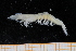  (Holthuispenaeopsis - UMBergen_MBOWA_shrimp26)  @14 [ ] CreativeCommons - Attribution Non-Commercial Share-Alike (2013) Unspecified University of Bergen, Natural History Collections