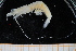  ( - UMBergen_MBOWA_shrimp27)  @14 [ ] CreativeCommons - Attribution Non-Commercial Share-Alike (2013) Unspecified University of Bergen, Natural History Collections