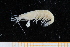  ( - UMBergen_MBOWA_shrimp72)  @11 [ ] CreativeCommons - Attribution Non-Commercial Share-Alike (2013) Unspecified University of Bergen, Natural History Collections