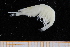  ( - UMBergen_MBOWA_shrimp73)  @11 [ ] CreativeCommons - Attribution Non-Commercial Share-Alike (2013) Unspecified University of Bergen, Natural History Collections