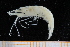  ( - UMBergen_MBOWA_shrimp75)  @11 [ ] CreativeCommons - Attribution Non-Commercial Share-Alike (2013) Unspecified University of Bergen, Natural History Collections