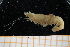  ( - UMBergen_MBOWA_shrimp79)  @13 [ ] CreativeCommons - Attribution Non-Commercial Share-Alike (2013) Unspecified University of Bergen, Natural History Collections