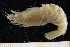  ( - UMBergen_MBOWA_shrimp80)  @11 [ ] CreativeCommons - Attribution Non-Commercial Share-Alike (2013) Unspecified University of Bergen, Natural History Collections