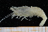  ( - UMBergen_MBOWA_shrimp81)  @13 [ ] CreativeCommons - Attribution Non-Commercial Share-Alike (2013) Unspecified University of Bergen, Natural History Collections