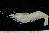  (Sicyoniidae - UMBergen_MBOWA_shrimp83)  @14 [ ] CreativeCommons - Attribution Non-Commercial Share-Alike (2013) Unspecified University of Bergen, Natural History Collections