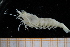  ( - UMBergen_MBOWA_shrimp86)  @11 [ ] CreativeCommons - Attribution Non-Commercial Share-Alike (2013) Unspecified University of Bergen, Natural History Collections