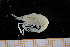  (Palaemonella sp - UMBergen_MBOWA_shrimp94)  @11 [ ] CreativeCommons - Attribution Non-Commercial Share-Alike (2013) Unspecified University of Bergen, Natural History Collections