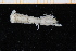  (Rissoides africanus - UMBergen_MBOWA_stom05)  @13 [ ] CreativeCommons - Attribution Non-Commercial Share-Alike (2013) Unspecified University of Bergen, Natural History Collections